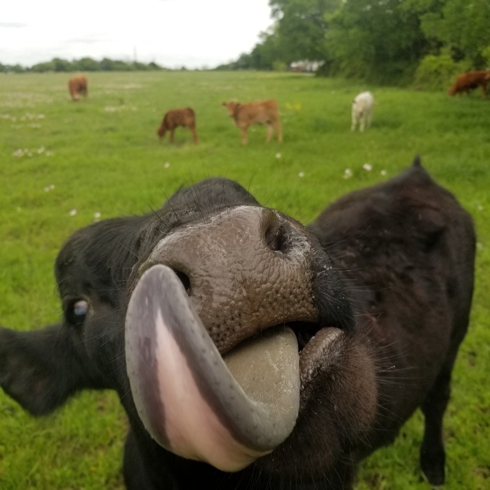Meet your Posher, Cynthia